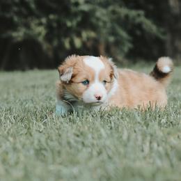 American Corgi and Pembroke Welsh Corgi Puppies from Witch Creek Corgis