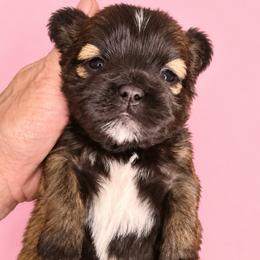 Summer - Red female Shih Tzu puppy in Tallahassee, Florida from Bows and Bow Ties