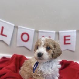 Ridge - Parti male Poodle puppy in Salt Lake City, Utah from Premier Paws