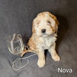 Nova Lee - Cream female Cockapoo puppy in Sunset, Louisiana from Cano Cockapoos