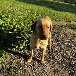 Molley - Labrador Retriever