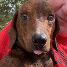 Dachshunds from Val’s Pals