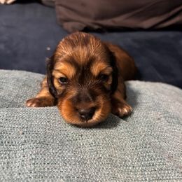 Girl 3 - Wild  boar and tan female Dachshund puppy in Navarre, Florida from Sonia’s Creamsicle Dachshunds