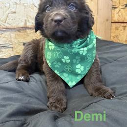 Demi - Brown female Newfoundland puppy in Goodhue, Minnesota from Claypits Newfoundlands