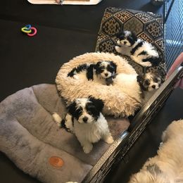 Havanese Puppies from Sunsation Havanese