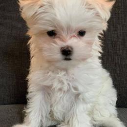 Maltese Puppies from Rockin Rivers AKC Maltese & Malshi's