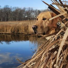 Labrador Retrievers from Guns Up Dog Training