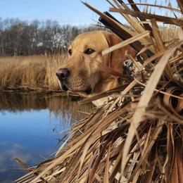 Labrador Retrievers from Guns Up Dog Training