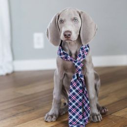 Weimaraner Puppies from Freehart's Weimaraners
