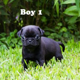 Pug Puppies from Rachel Sauder