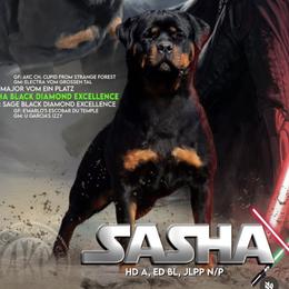 Sasha - Rottweiler