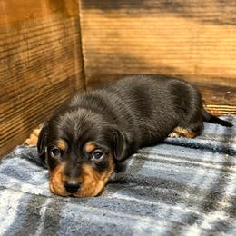 Cash - Black and tan male Dachshund puppy in Marvell, Arkansas from Hat Creek Kennel