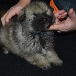 Boy 1 - Black and silver male Keeshond puppy in Fayetteville, Tennessee from Erbekees-Keeshonden