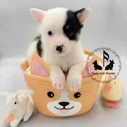 AKC mismark Ferguson - Black and tan male Pembroke Welsh Corgi puppy in Casper, Wyoming from Flying Note Shorties