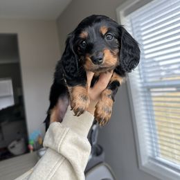 Dachshund Puppies from Mini Mighty Doxies
