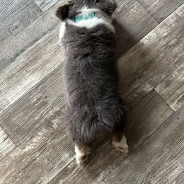Pembroke Welsh Corgi Puppies from Storybook Corgis