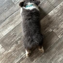 Pembroke Welsh Corgi Puppies from Storybook Corgis