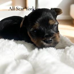 Tinsel - Black and tan female Yorkshire Terrier puppy in California from All Star Yorkies