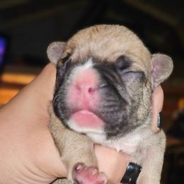 Female 4 - Fawn and white female French Bulldog puppy in Monterey, Louisiana from McaysKennels