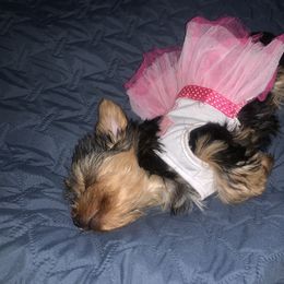 Yorkshire Terrier Puppies from YorkiStars