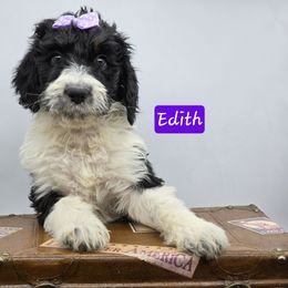 Edith - Tri-color female Bernedoodle puppy in Neillsville, Wisconsin from Granton Creek