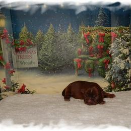 Cinna bun - Red and white female Shih Tzu puppy in Lawrenceburg, Tn, Tennessee from Shedd's Shih Tzus