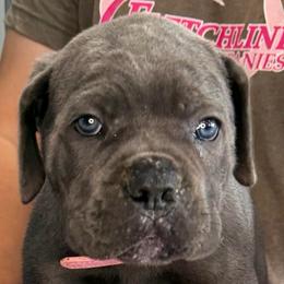 Light Pink Collar Girl - Vera X Lawman - AKC and ICCF - Gray brindle female Cane Corso puppy in Gorman, Texas from McOmber Country Kennels