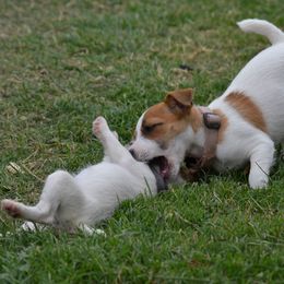 Jack Russell Terrier Puppies from Smokin Pistol Jack Russell Terriers