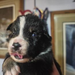 Whiskey - Black tri male Miniature American Shepherd puppy in New Providence, Pennsylvania from Tons of Kisses