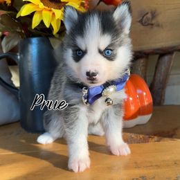 Prue - Wolf sable female Pomsky puppy in Venus, Pennsylvania from Hemlock Pines Pomsky