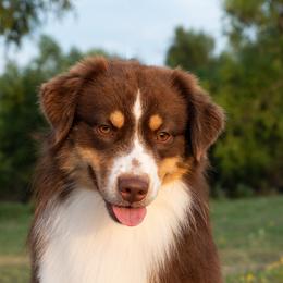 Petree - Miniature American Shepherd
