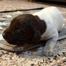 Boy 2 - Liver roan male German Shorthaired Pointer puppy in Troy, North Carolina from Uwharrie GSP