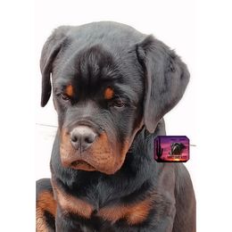 Rottweiler Puppies from Sunset State Rotts