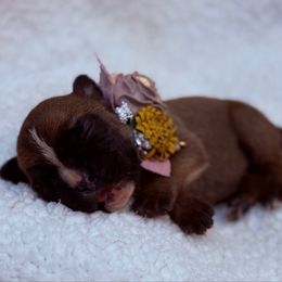 Kickin Roosters Effie (Yellow Collar) - Fawn female Boxer puppy in Alpine, New York from Kickin Rooster AKC Boxers
