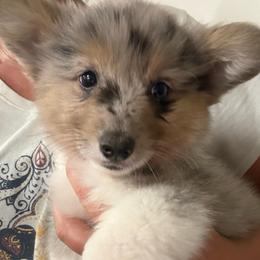Full fluffy Bob - Blue merle and white male American Corgi puppy in Decatur, Texas from Bar S Corgis