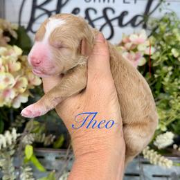 Theo - Red male Pyredoodle puppy in Bowling Green, Ohio from FDF Pyredoodles & Bernedoodles