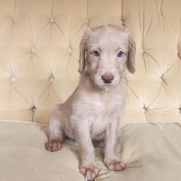 Labradoodle Puppies from Bollenberg Farm LLC