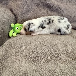 Green - Blue merle male Australian Shepherd puppy in Gill, Colorado from Westwood Australian Shepherds