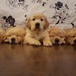 Golden Retriever Puppies from Arkansas River Golden Retrievers