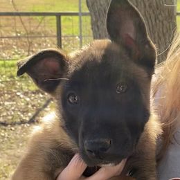 Belgian Malinois from Wiseman Farms