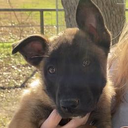 Belgian Malinois from Wiseman Farms