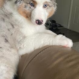 Australian Shepherd and Chihuahua Puppies from RockyTop Hearts