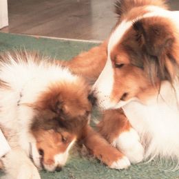 Ada - Shetland Sheepdog