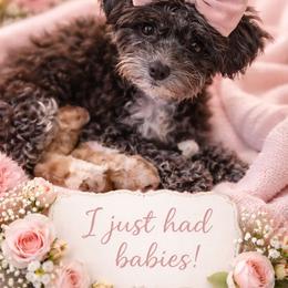 Maltipoo puppies from Dream on puppies