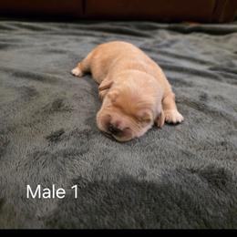 Boy 1 - Golden male Golden Retriever puppy in Festus, Missouri from Davis's Golden Retrievers