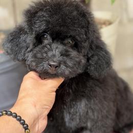 Churro - Black male Maltipoo puppy in San Diego, California from Maltipoos SD