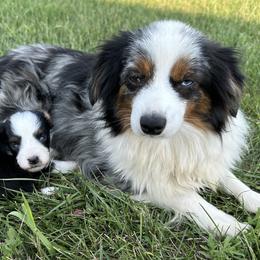 Harlee - Toy Australian Shepherd
