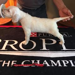 English Setter Puppies from Windsor Setters