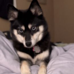Pomskies from Southwood Pomskies
