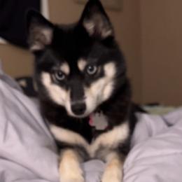 Pomskies from Southwood Pomskies